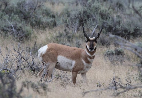 Antelope Hunt in Colorado